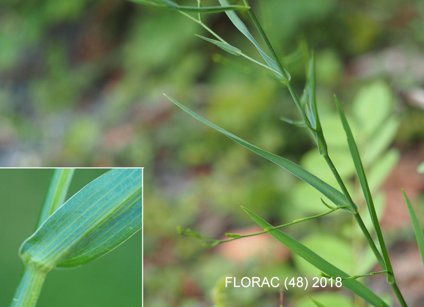 Hare's-Ear, [Rush-leaved] leaf